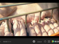 母豬產仔時間太長有這么多危害！