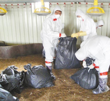 又檢出H5N2！臺灣撲殺4萬4千肉雞
