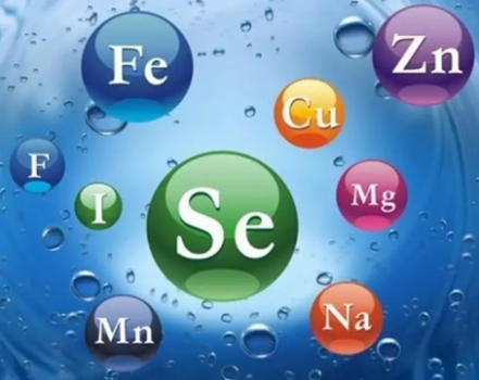 以NRC營養標準為豬的礦物質需要標準