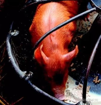 仔豬要不要教槽？該怎樣教槽？