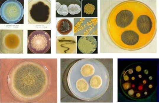 DDGS：霉菌毒素對豬只采食量、腸道健康以及免疫的影響
