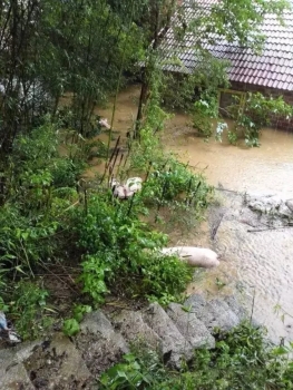 慘烈！南方大量豬場遭洪水侵襲，豬價有望由此止跌回漲？
