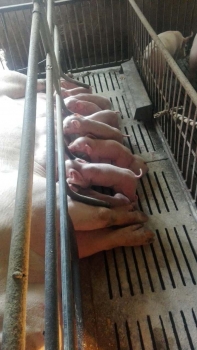 來圍觀，大家來看看我的母豬？