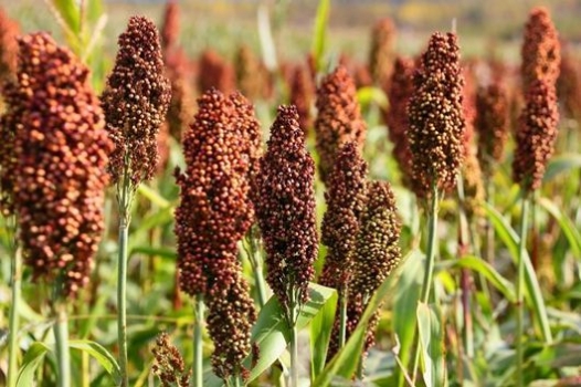 【原創】高粱的飼喂建議