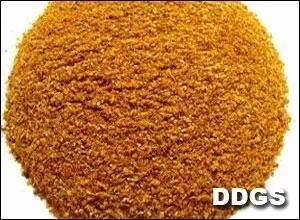 【原創】高粱DDGS與玉米DDGS成分比較