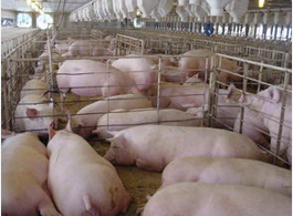 豬價反彈趨勢不改，預計生豬價格仍將穩中伴漲