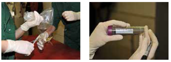 【原創】豬唾液用于疾病診斷的實用指南