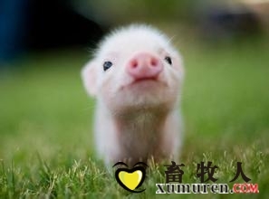 噴霧干燥雞血漿可改善斷奶仔豬腸道屏障功能和調(diào)節(jié)免疫狀態(tài)