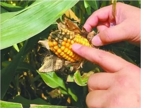 警惕2016年新玉米的黃曲霉毒素問題