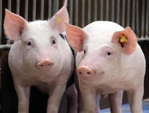 不同活動空間對群養母豬的攻擊行為與皮質醇濃度的影響