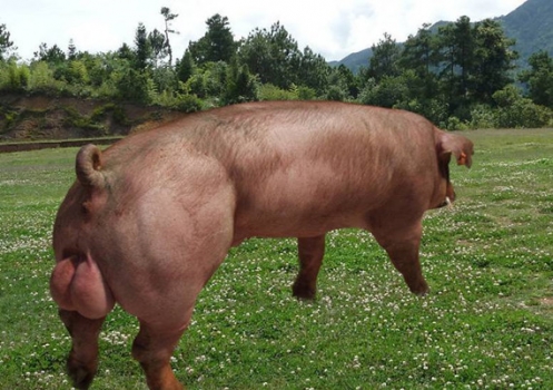 飼養(yǎng)方案對(duì)170-250公斤杜洛克公豬的增重、精液性能、性欲和跛腳的影響