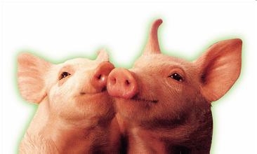 在不同階段飼喂低蛋白日糧對(duì)生長(zhǎng)豬骨骼肌內(nèi)游離氨基酸組成和蛋白質(zhì)合成途徑的調(diào)控