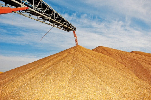 補貼政策帶動東北玉米漲價！豆粕止?jié)q起跌！