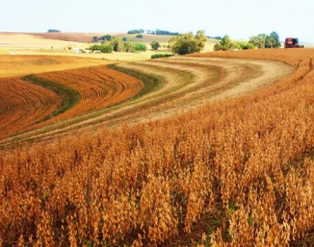 華北玉米價格跌至十年新低！豆粕繼續(xù)跌！