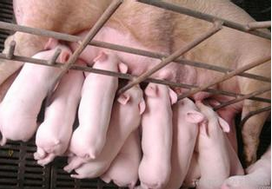 母豬產后泌乳障礙綜合癥常發生在什么時間？如何預防及治療？