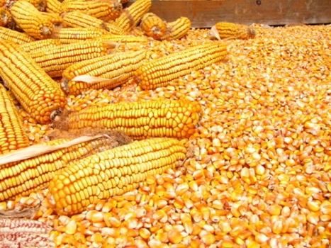 近期玉米瘋漲！真實原因在此！