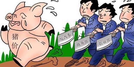 豬價連跌全線破8，中央啟動凍豬肉收儲來救豬市？
