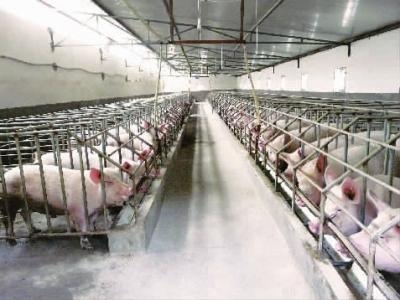 豬價預測：2017年第二季度生豬價格走勢預測