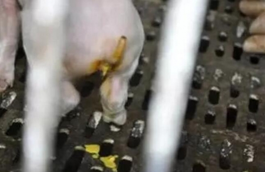 為什么傳統防控措施不能防治仔豬黃白??？