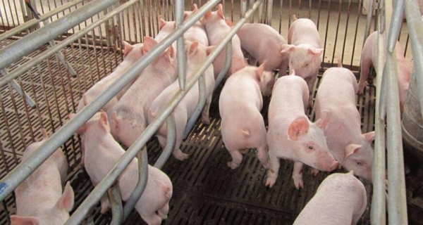 識破豬病，教你幾招