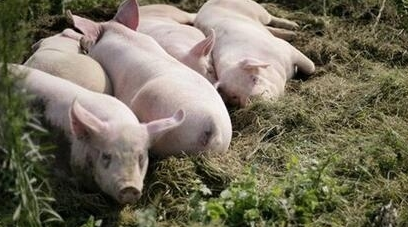 若越南豬肉正規進口到中國，反而對國內豬市有利?