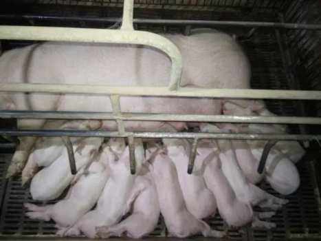 非獸醫角度解讀母仔豬疾病