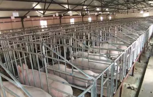 頭胎母豬發情難、淘汰率高，怎么破？