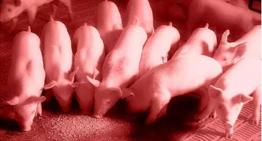 仔豬斷奶的生物學應激及其營養調控策略