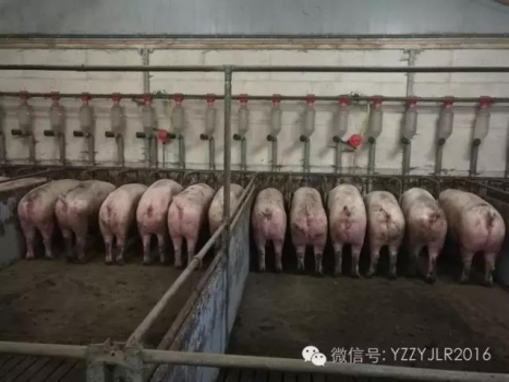 夏季母豬產前不食怎么辦？