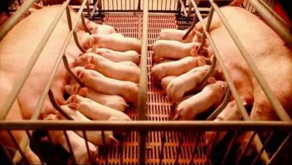 高溫環境下，母豬的泌乳性能受到哪些影響？