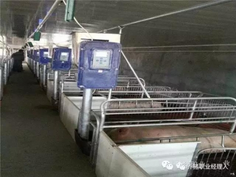 測量P2點膘厚-確保母豬連續高產的基礎