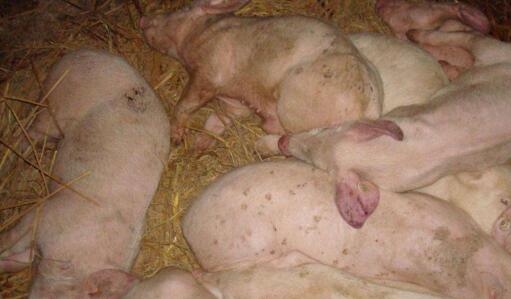 防治副豬嗜血桿菌病的體會