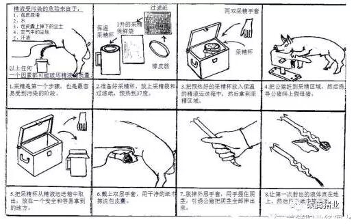 繁殖與育種 | 干貨！圖文解說影響豬精液質量的操作技巧和影響豬精液保存的關鍵因素！