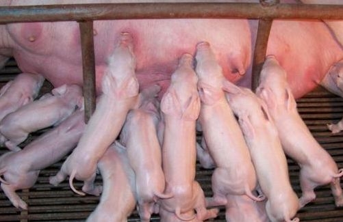 初生仔豬如何過好出生關及哺乳關？