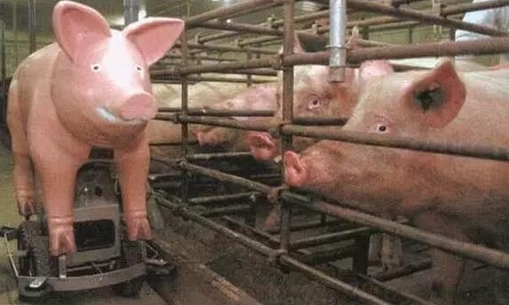 怎么給母豬斷奶促早發情？