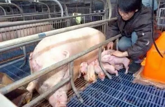 母豬羊水破，不產豬應如何處理?