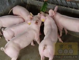 后備母豬不發情咋辦？