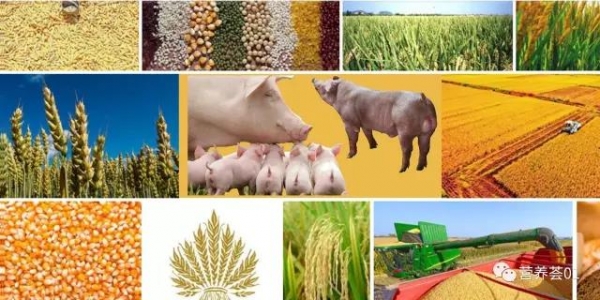 哺乳母豬及種公豬的營養需要與推薦標準（荷蘭CVB標準，譯）