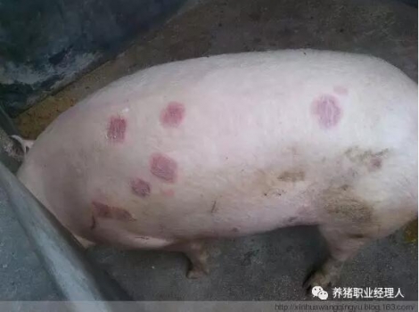 技術講座 | 病豬尸體解剖的重要意義