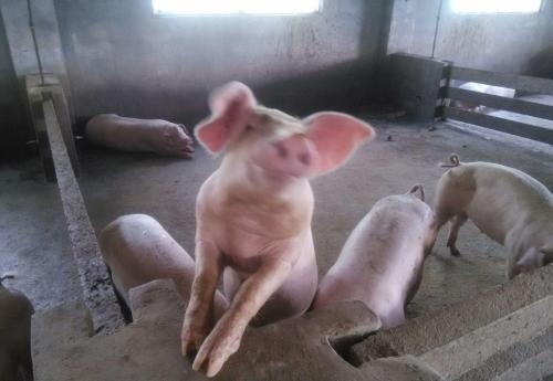 提高育肥豬利潤的分階段管理法