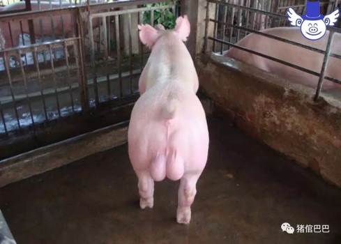 人工授精失敗的原因解析