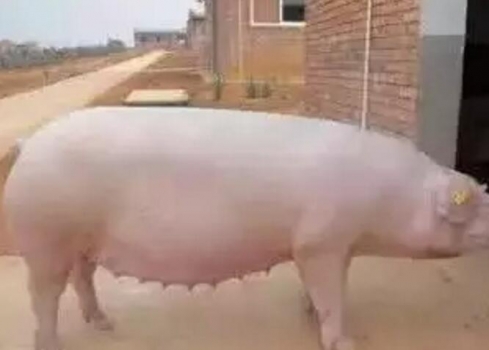 如何利用過渡日，糧填補母豬 妊娠后期與哺乳期之間營養上的缺口？