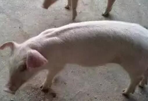 沒有抗生素，仔豬如何不腹瀉？