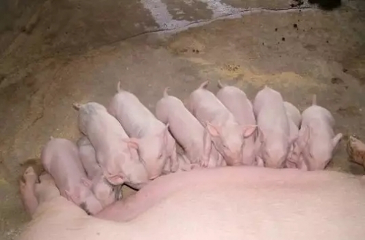 母豬奶水增加的九個秘訣，簡直不要太好用！