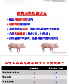 丹系VS美系母豬營(yíng)養(yǎng)及飼喂差異_10.png