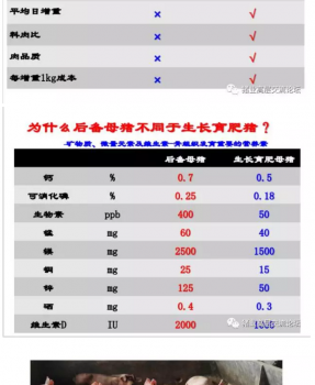 丹系VS美系母豬營(yíng)養(yǎng)及飼喂差異_11.png