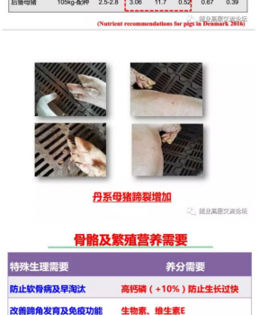 丹系VS美系母豬營(yíng)養(yǎng)及飼喂差異_13.png