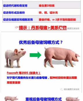 丹系VS美系母豬營(yíng)養(yǎng)及飼喂差異_14.png