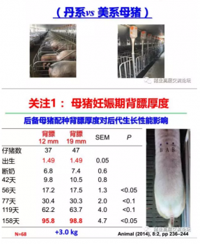 丹系VS美系母豬營(yíng)養(yǎng)及飼喂差異_20.png