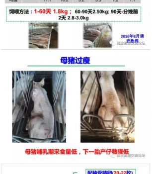 丹系VS美系母豬營(yíng)養(yǎng)及飼喂差異_02.png